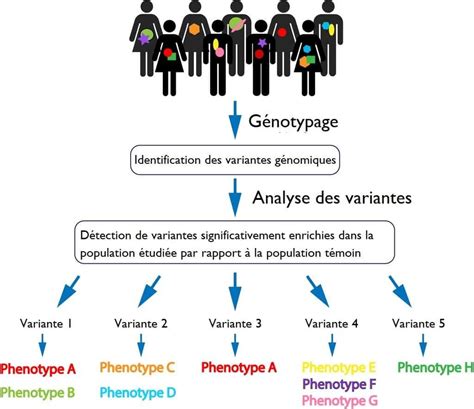 Génotype et phénotype: définitions, différence, explications