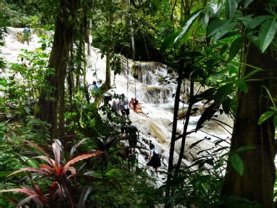 Dunn's River Falls Climbers Surrounded by Tropical Rainforest