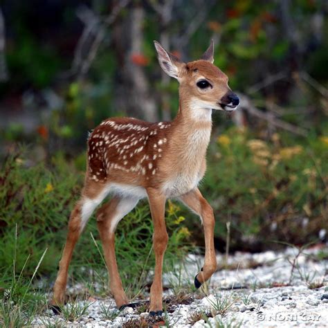 Key Deer Fawn | Noni Cay Photography