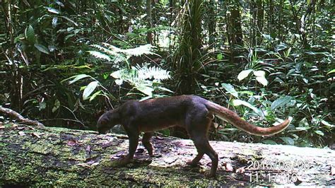 Extremely rare bay cat filmed in Borneo