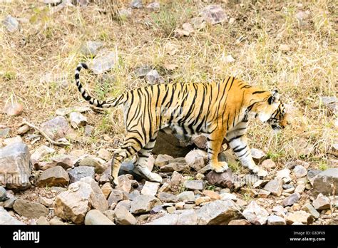 Bengal Tiger hunting for food Ranthambore National Park, India Stock ...