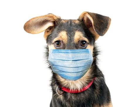 Cute Dog with Protective Mask Stock Photo - Image of funny, care: 180840156