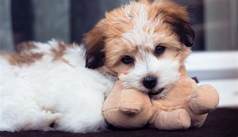 The 10 Most Cuddly Dog Breeds – iHeartDogs.com