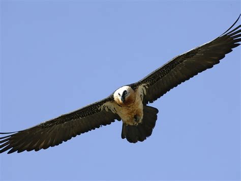 Bearded vulture and lammergeier in the Pyrenees and Ordesa NP