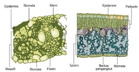 Gambar Struktur Anatomi Daun Monokotil Dan Dikotil - IMAGESEE