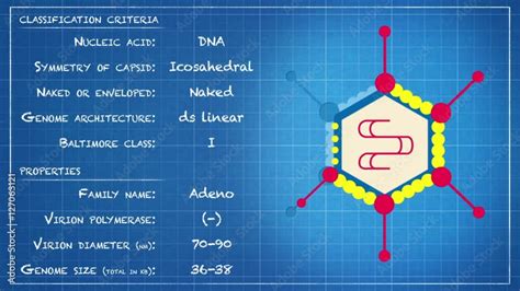 Adenoviridae - Virus classification criteria and properties vídeo do ...