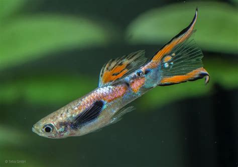 Endler guppies (Poecilia wingei) | Tetra Fishkeeper Blog