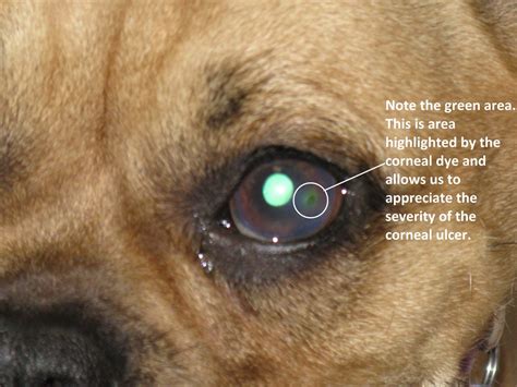 Will Dog Eye Ulcer Heal On Its Own