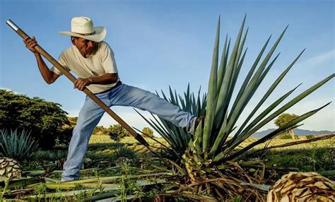 From ancient rituals to modern spirits: Mexico's agave elixirs