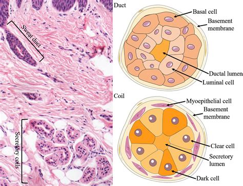 Sweat Gland Histology