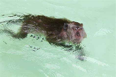 Sea Monkeys! Grow a Real Pet Friend That's Part Fish, Part Monkey!