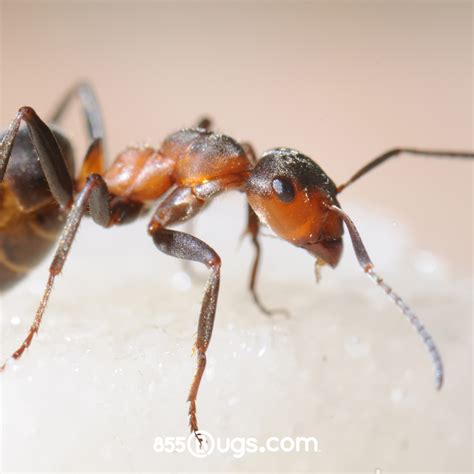 Sugar Ants | 855Bugs - Pest Control & Exterminators