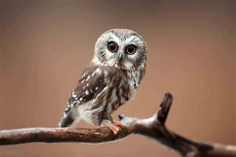 Owls in Kansas (8 Species with Pictures) - Wild Bird World