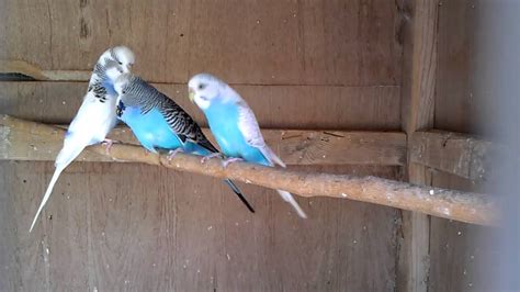 Unusual Budgie Breeding - YouTube