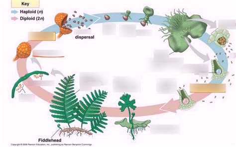 Diagram of Fern (Pterophyta) Life cycle | Quizlet