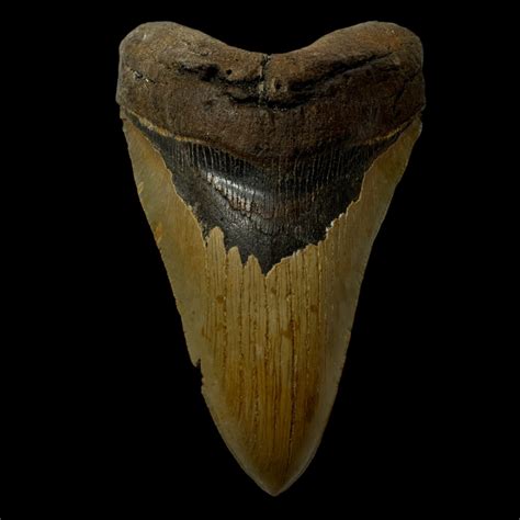 5.79" Megalodon Tooth Fossil - The Fossil Exchange - megalodon teeth ...