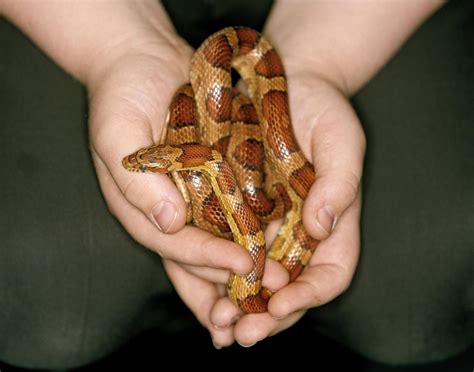 How to Choose the Best Pet Snake for You