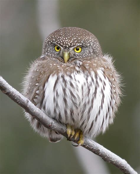 Northern Pygmy-Owl | Somers Bay - Flathead Lake, MT. Feb 16,… | Flickr