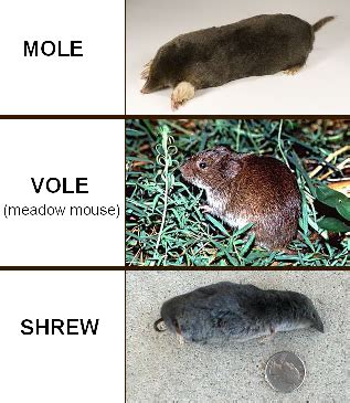 Voles Vs Moles | galleryhip.com - The Hippest Galleries!