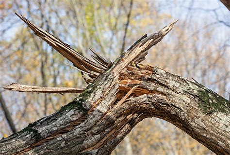 Professional Tree Inspections across Surrey | Arborlife, Cobham