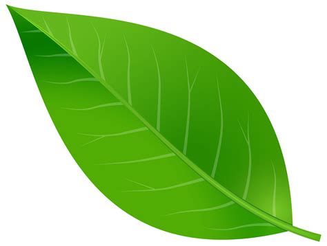 Leaf Clip art - Spring Leaf Transparent PNG Clip Art Image png download ...