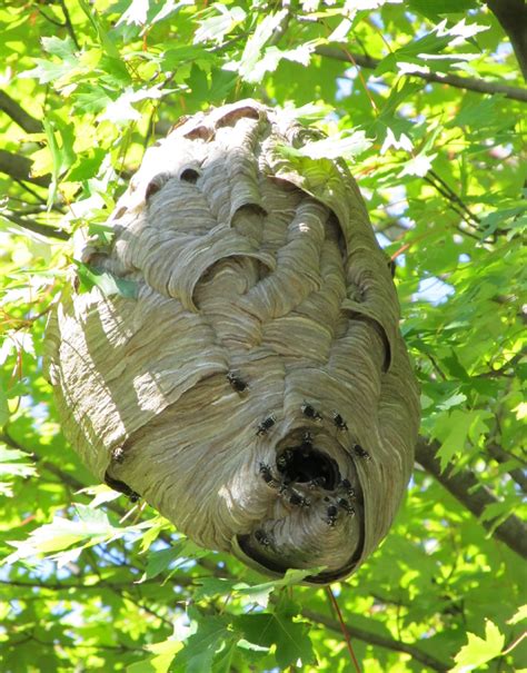 Hornet Nest Free Stock Photo - Public Domain Pictures