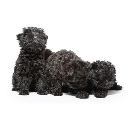 Affenpinscher Puppy Photos - Puptrait | Studio Pet + Portrait Photographer