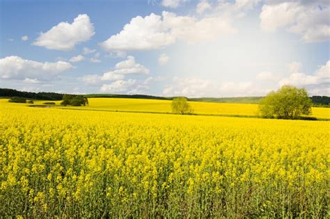 Growing Rapeseed: Planting Guide, Care, Problems and Harvest