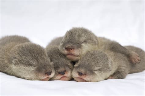 SeaWorld Orlando's Newborn Otters in Good Hands - Otters Photo (5274069 ...