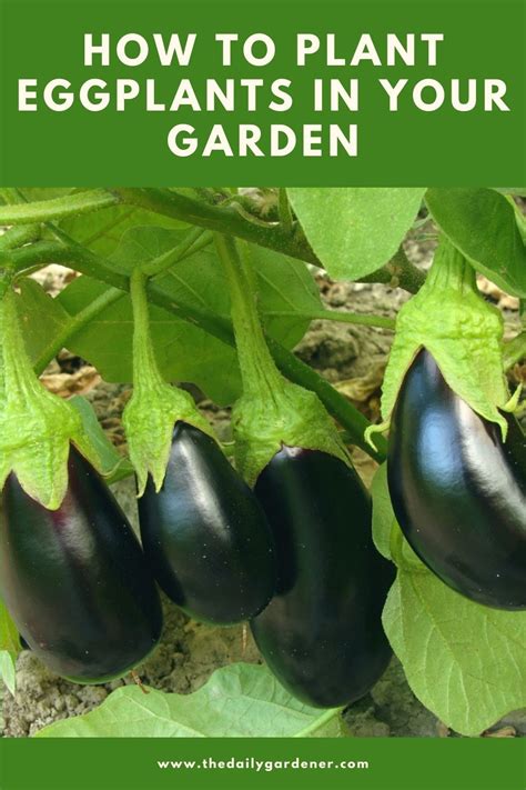 How to Plant Eggplants in Your Garden (Tricks to Care!) | Growing ...