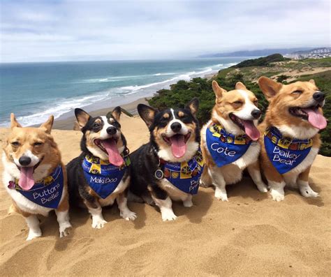 Summer Corgi Con: 1,000+ Corgis & Ocean Beach Doggy Party (2022)