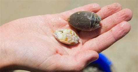 How to Preserve Sand Fleas: Keep Them Alive For Pompano Fishing!