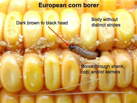 european corn borer | Pest control, Organic gardening, Pests