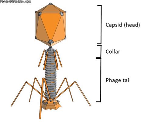 Phagus1 - VIRUS PHAGE STRUCTURE COMPONENTS PARTS DNA RNA