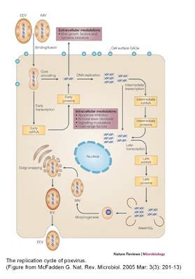 Poxviridae Structure