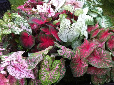 Caladiums come in all colors of the rainbow and complement each other ...