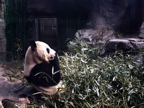 Pandas at the Beijing Zoo - Travelgal Nicole