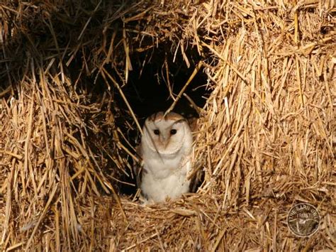 Barn Owls in their habitat - The Barn Owl Trust