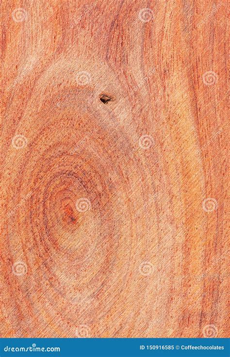 Pterocarpus tree wood stock image. Image of timber, pterocarpus - 150916585