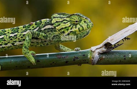 The common chameleon Stock Videos & Footage - HD and 4K Video Clips - Alamy