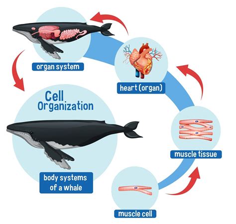 Blue Whale Life Cycle Stages