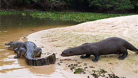 Obrie vydry loví Caiman | Otters, Mammals, Animals