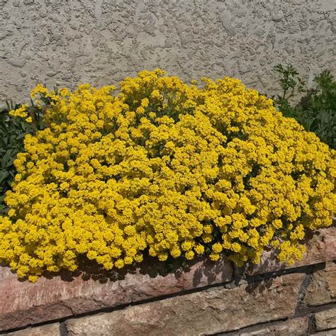 Sedum Acre Drought Tolerant Yellow Stonecrop Ground Cover Plant Seed