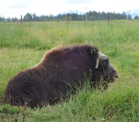 Glacier Walk and The Musk Ox Farm-Palmer-Alaska - Obligatory Traveler