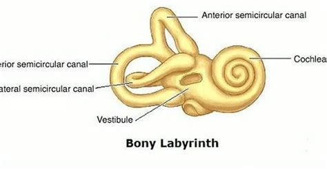 Pictures Of Bony Labyrinth