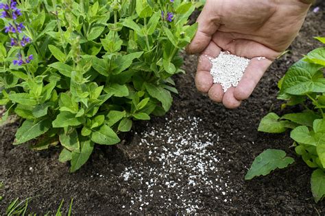 What Does Lime Do to Soil? 3 Reasons to Lime Your Garden - 2024 ...