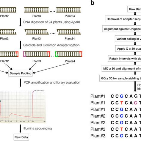 Schematic diagram for mutation detection using novel application of ...