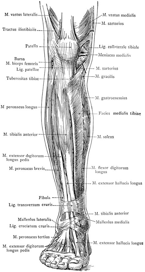 Leg Muscle Diagram Anterior Anatomy Of Leg Muscles Anatomy System ...