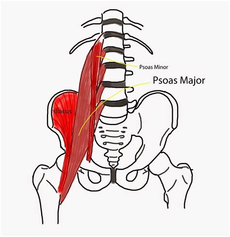 Pin on Reference for Muscles