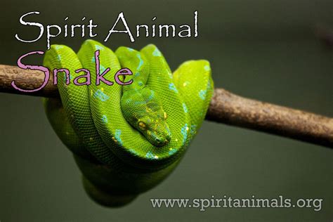 Snake Spirit Animal – Meaning and Symbolism - Spirit Animals